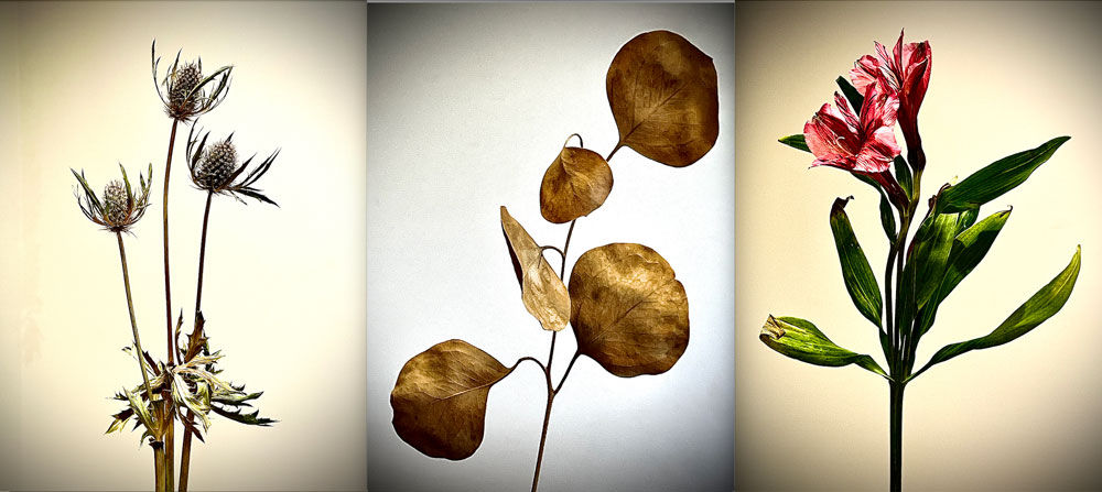 collage of three dried flowers
