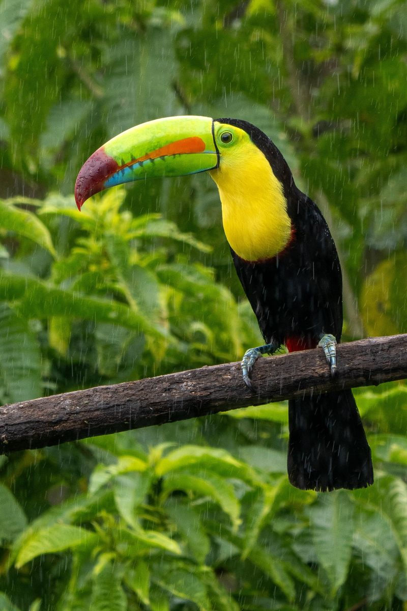 toucan bird sitting on a branch
