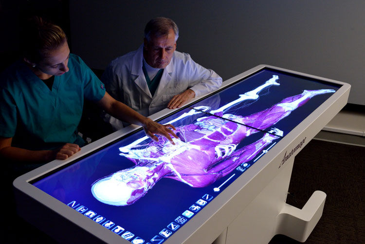 two lab technicians looking at a human body scan on anatomage table
